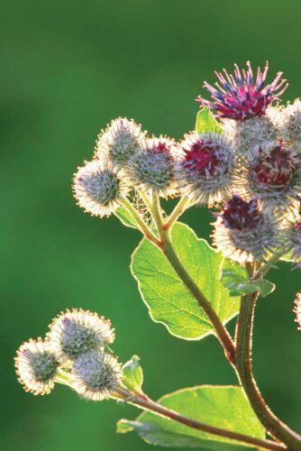 Backyard Bounty: 8 Useful Weeds